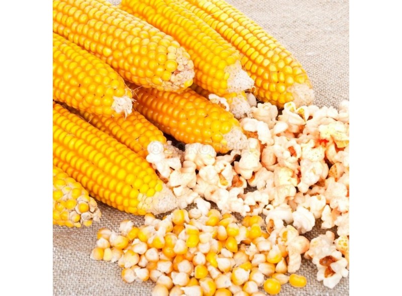 Семена кукурузы попкорн Эстрелла F1 (95дней) (2 500 сем.) Lark Seeds Семена кукурузы попкорн Эстрелла F1 (95дней) (2 500 сем.) Lark Seeds